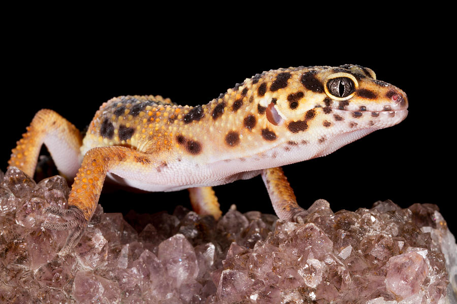 Leopard Gecko Eublepharis Macularius #14 Photograph by David Kenny