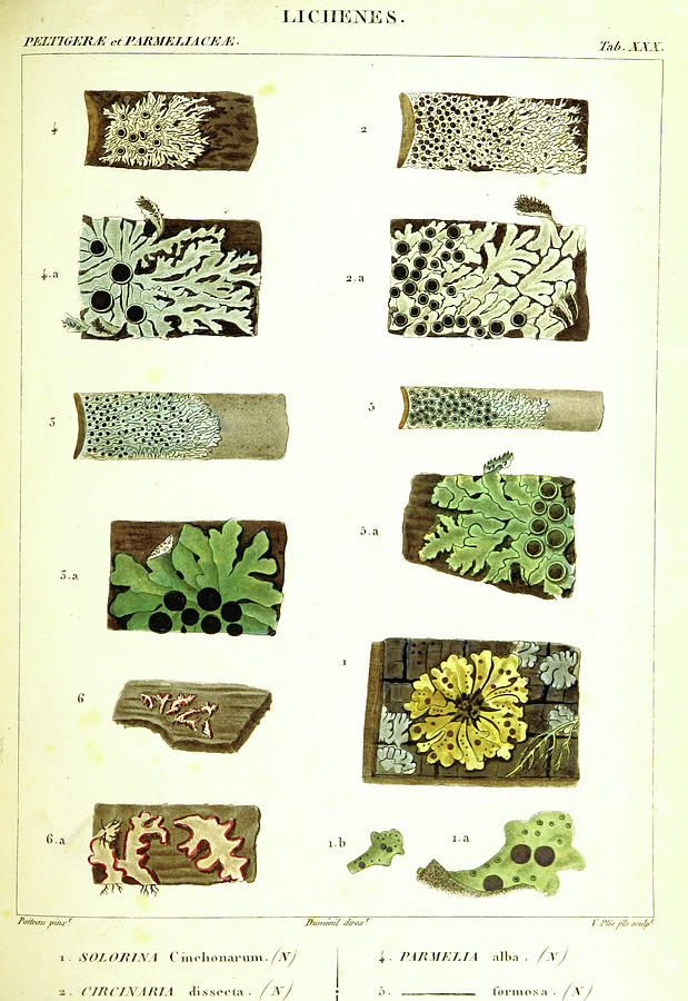 lichen drawing