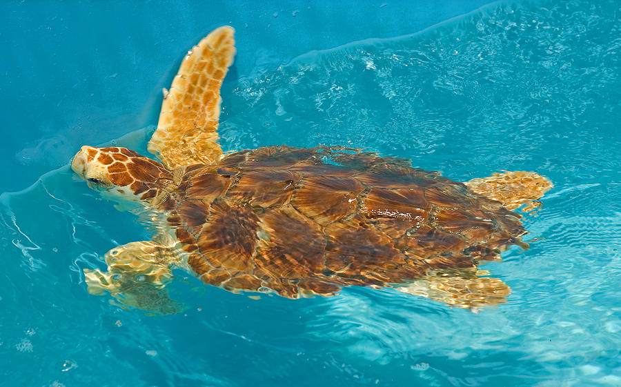 Loggerhead Sea Turtle Photograph by Millard H. Sharp - Fine Art America