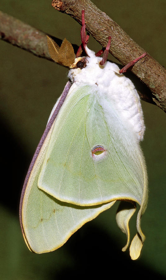 Luna Moth #14 Photograph by Millard H. Sharp