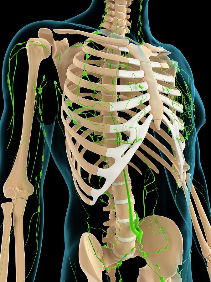 Lymphatic System Photograph by Sciepro/science Photo Library | Fine Art ...