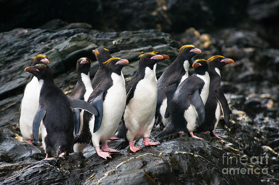 Wildlife Photograph - Macaroni Penguin #14 by John Shaw