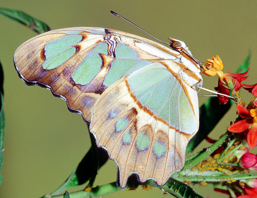 Malachite Butterfly Siproeta Stelenes #14 Photograph by Millard H. Sharp
