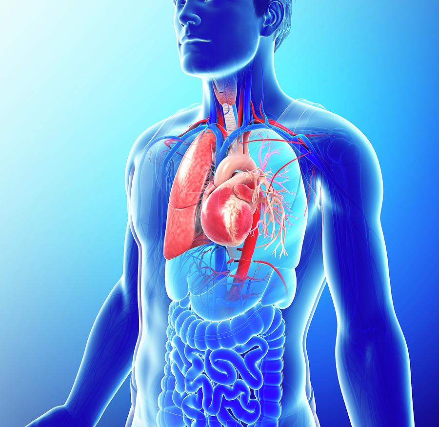 Male Respiratory System Photograph by Pixologicstudio/science Photo ...