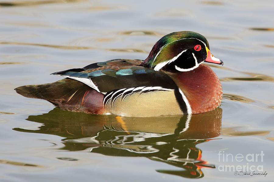 Male Wood Duck #14 Photograph by Steve Javorsky