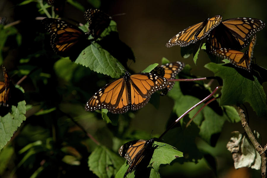 Monarch Butterflies Danaus Plexippus Photograph by Chico Sanchez - Fine ...