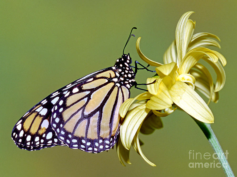 Butterfly Photograph - Monarch Butterfly #14 by Millard H. Sharp