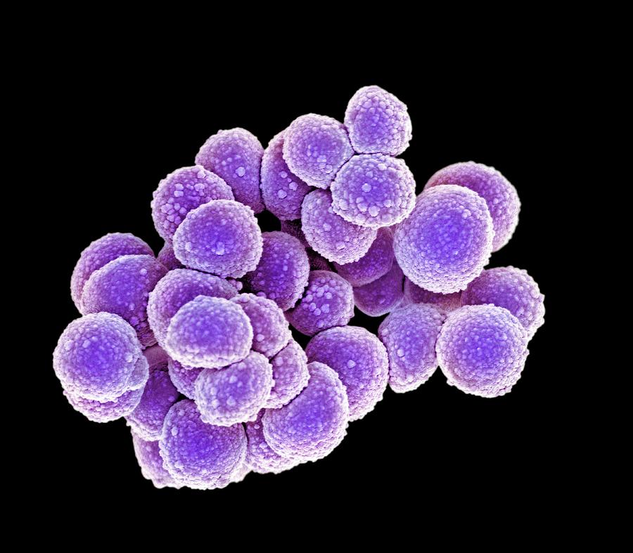 Mrsa Bacteria #14 Photograph by Science Photo Library