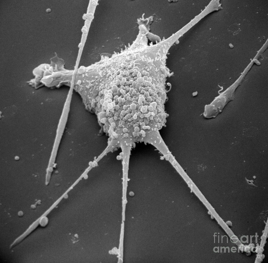 Mycoplasma #14 Photograph by David M. Phillips