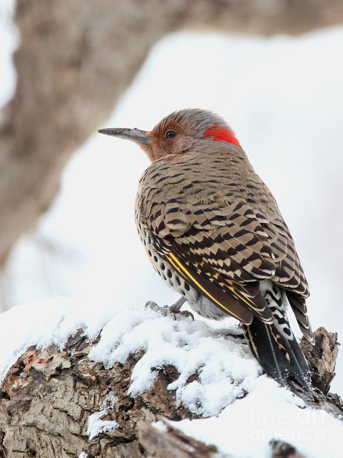 Nature Photograph - Northern Flicker #14 by Jack R Brock