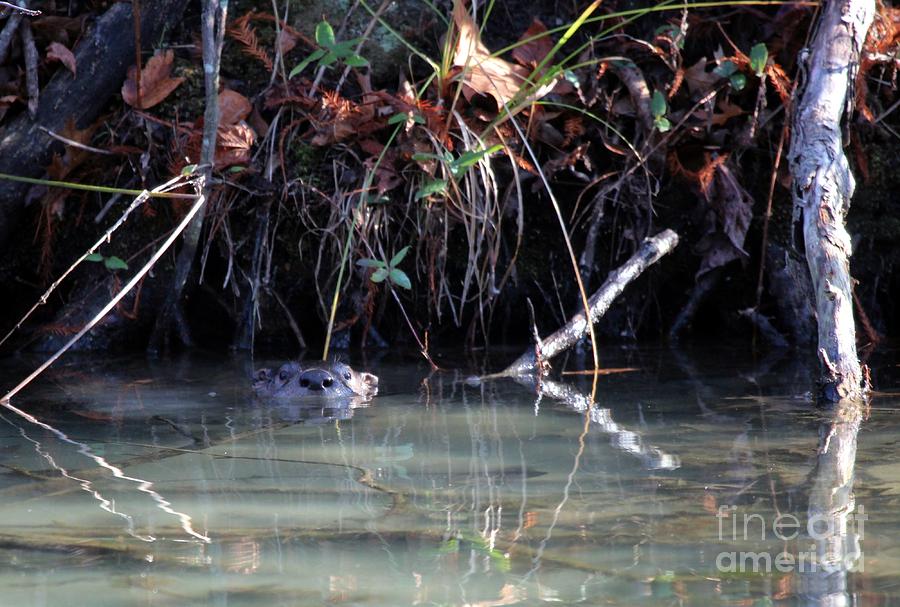 Northern River Otter #14 Photograph by Jack R Brock
