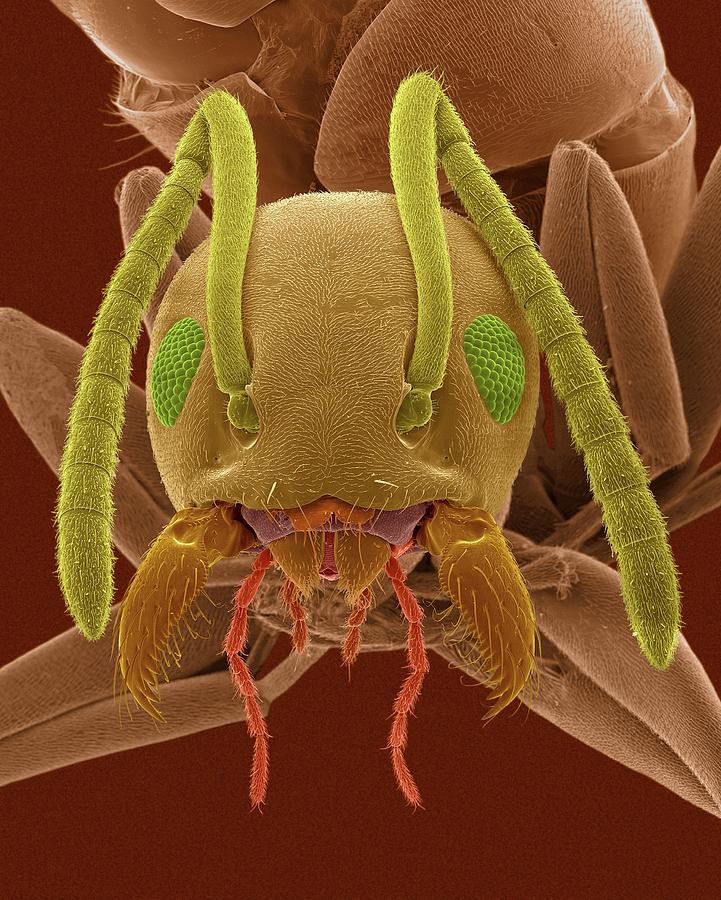 Odorous House Ant #14 Photograph by Dennis Kunkel Microscopy/science Photo Library