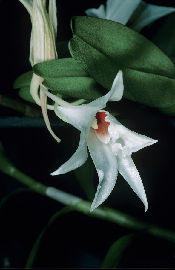 Orchid Photograph - Orchid Flower #14 by Paul Harcourt Davies/science Photo Library