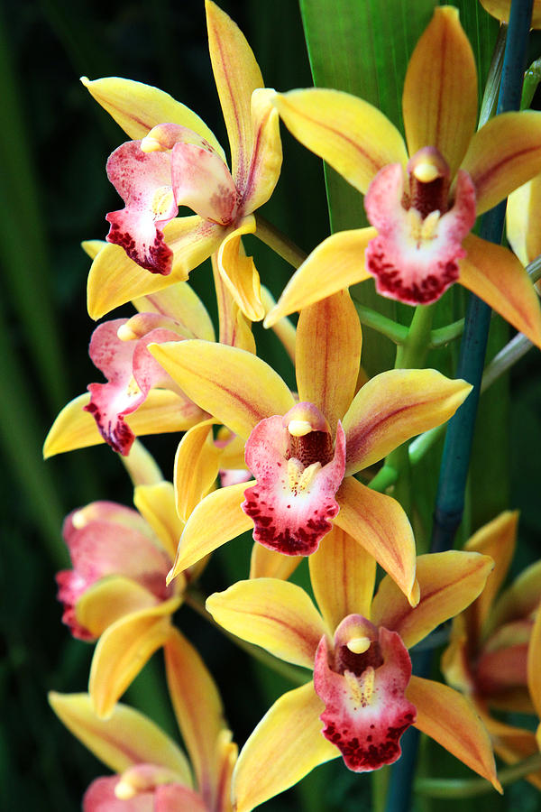 Orchids #18 Photograph by John Freidenberg
