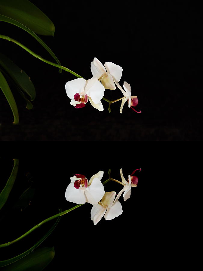 Orchids #14 Photograph by Jouko Lehto
