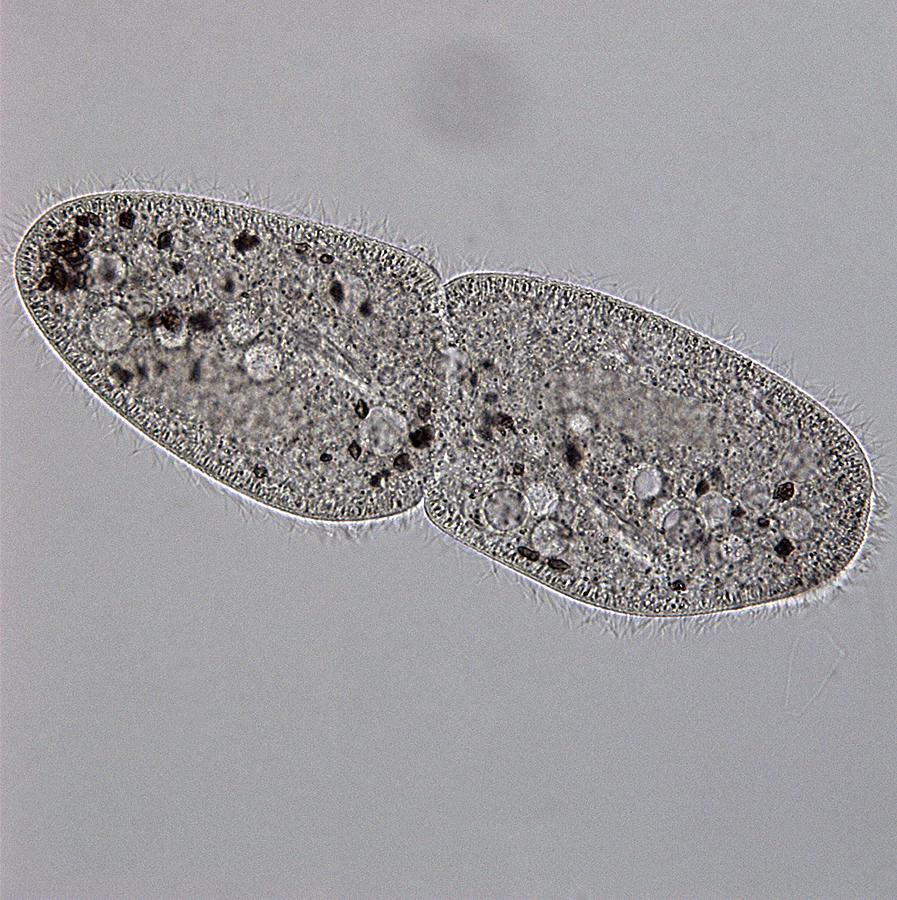 Cell Photograph - Paramecium Multimicronucleatum #14 by Dennis Kunkel Microscopy/science Photo Library