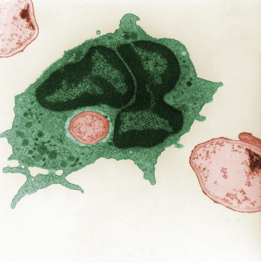 Phagocytosis #14 Photograph by Joseph F. Gennaro Jr.