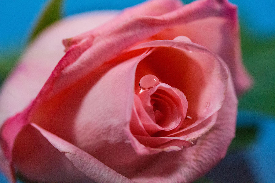 Pink rose #14 Photograph by Susan Jensen