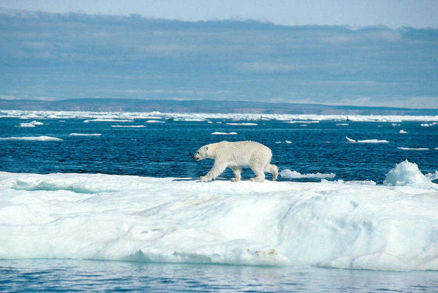 Polar Bear Ursus Maritimus #14 Photograph by Dan Guravich