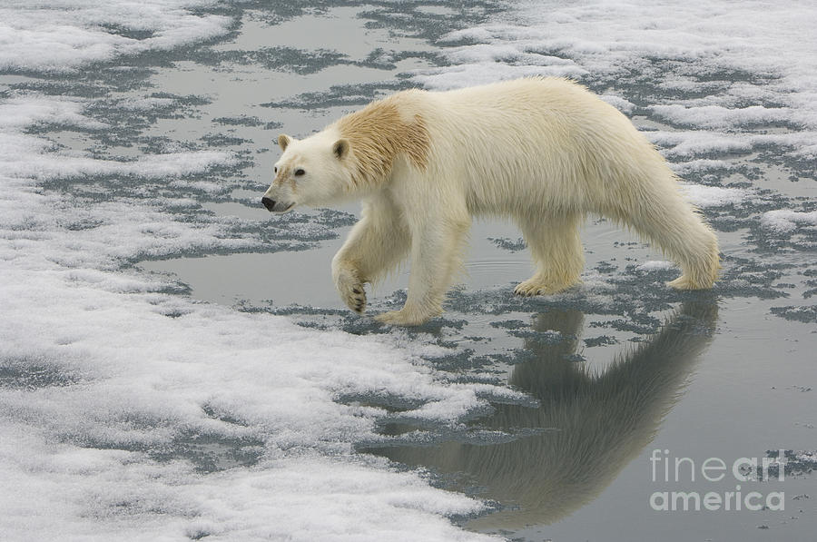 Polar Bear Walking On Ice #14 Photograph by John Shaw