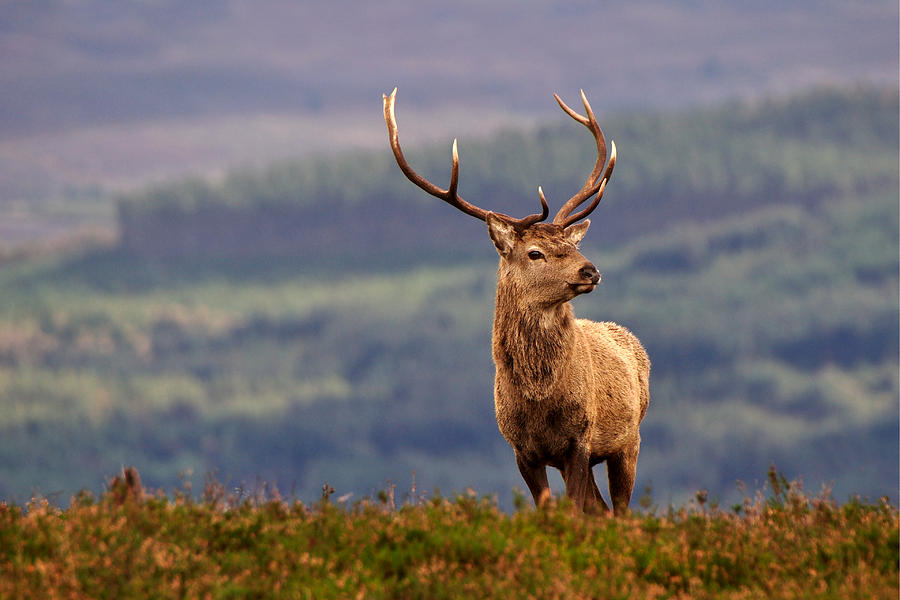 Red deer stag #14 Photograph by Gavin Macrae