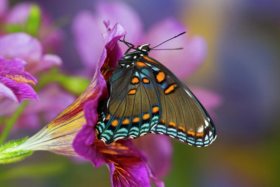 Red-spotted Purple Butterfly, Limenitis Photograph by Darrell Gulin ...