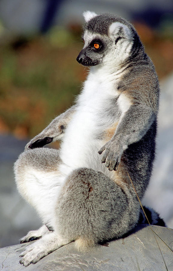 Ring-tailed Lemur Lemur Catta #14 Photograph by Millard H. Sharp