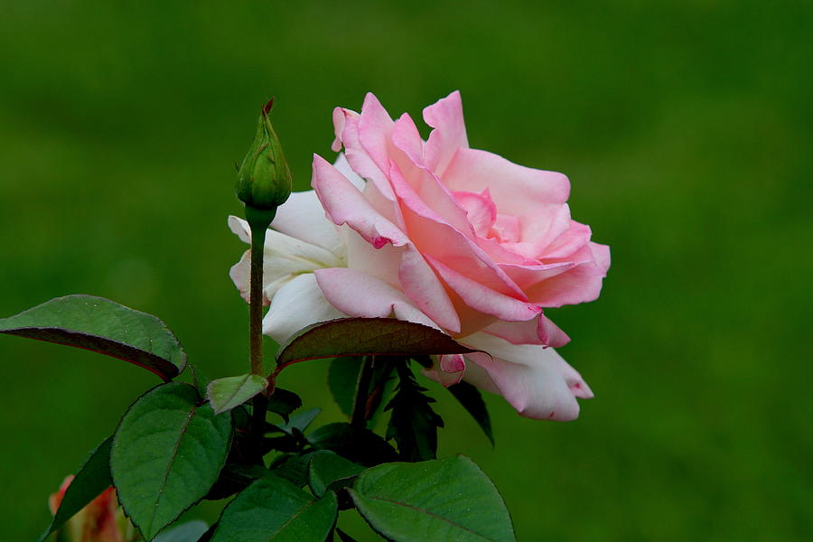 Rose Of Summer Photograph by Edward Kocienski