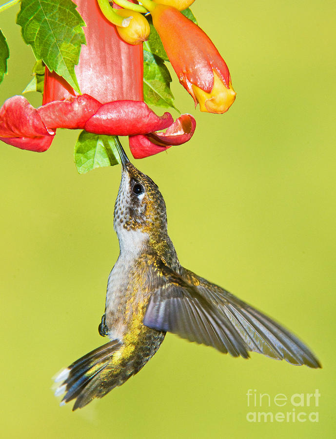 Nature Photograph - Ruby Throated Hummingbird #14 by Millard H. Sharp