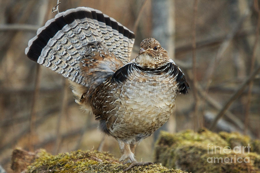 Ruffed Grouse Courtship Display #14 Photograph by Linda Freshwaters Arndt
