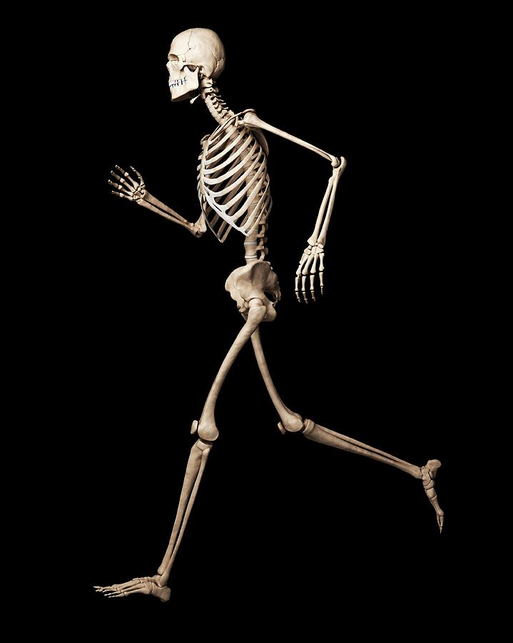 Running Skeleton Photograph by Sciepro/science Photo Library - Fine Art ...