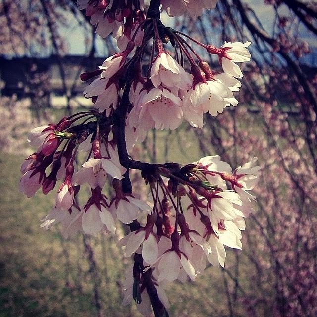 Nature Photograph - #sakura #cherry #blossoms #14 by Yukiko Nobeno