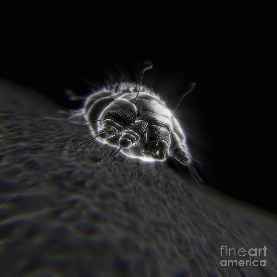 Close Up Photograph - Scabies Mite #14 by Science Picture Co