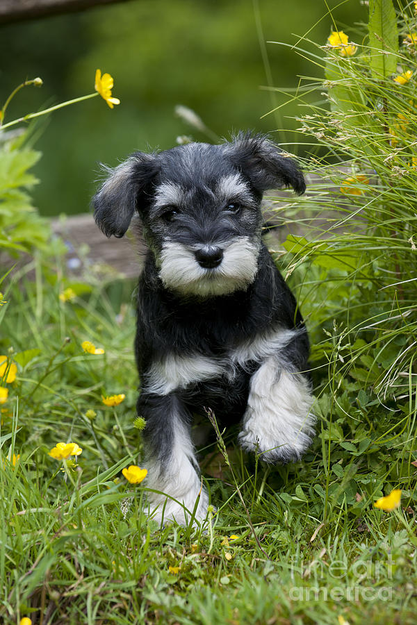 Schnauzer Puppy Dog #14 Photograph by John Daniels