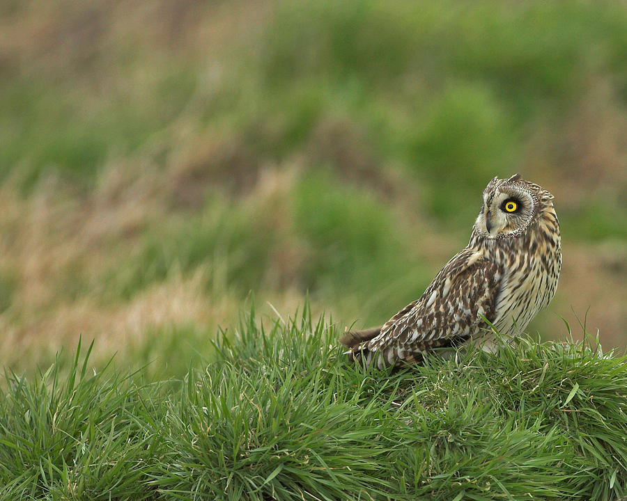 Short Eared Owl #14 Photograph by Paul Scoullar