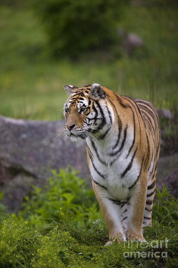 Siberian Tiger, China #14 Photograph by John Shaw