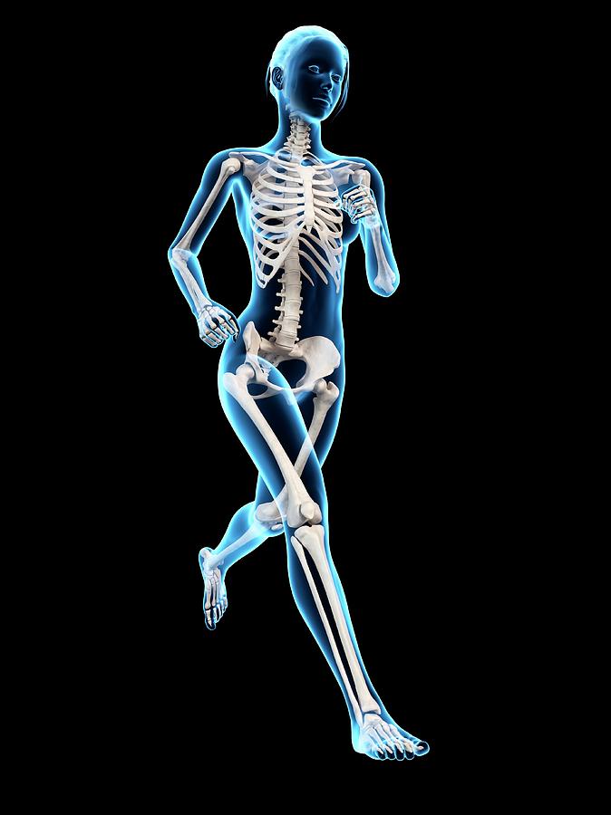 Skeletal System Of A Runner #14 Photograph by Sebastian Kaulitzki