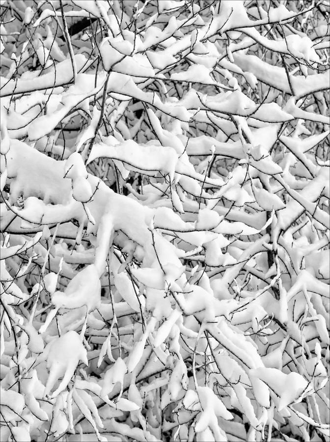 Snow And Branches Photograph