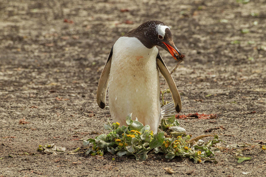 Penguin Photograph - South America, Falkland Islands #14 by Jaynes Gallery