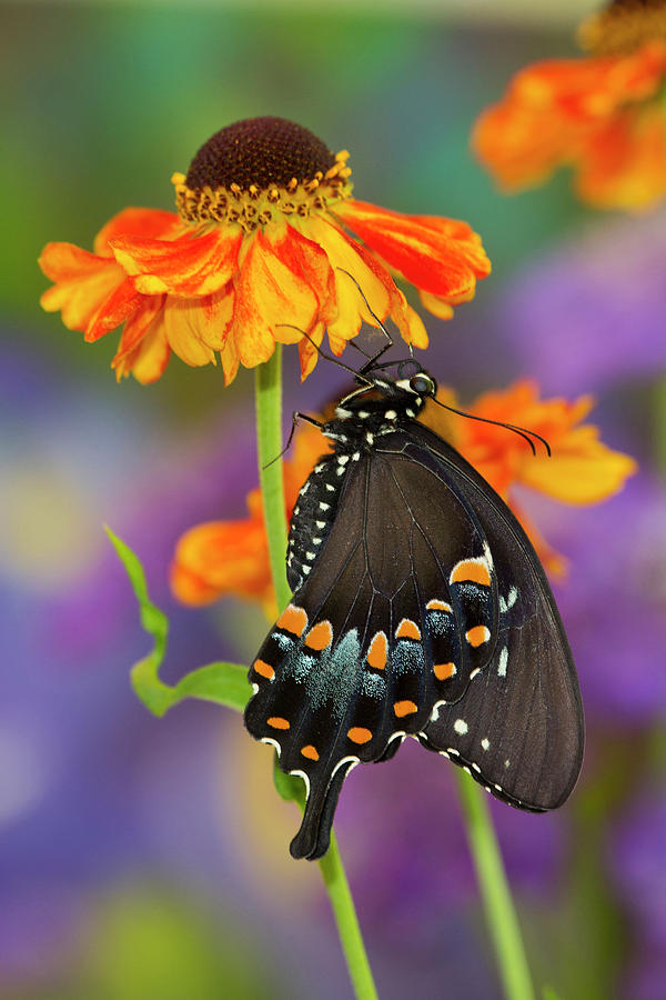 Butterfly Photograph - Spicebush Swallowtail Butterfly #14 by Darrell Gulin