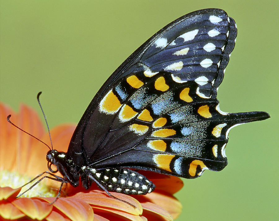 Spicebush Swallowtail Butterfly #14 Photograph by Millard H. Sharp