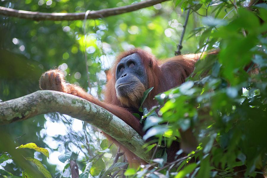 Wildlife Photograph - Sumatran Orangutan #14 by Scubazoo