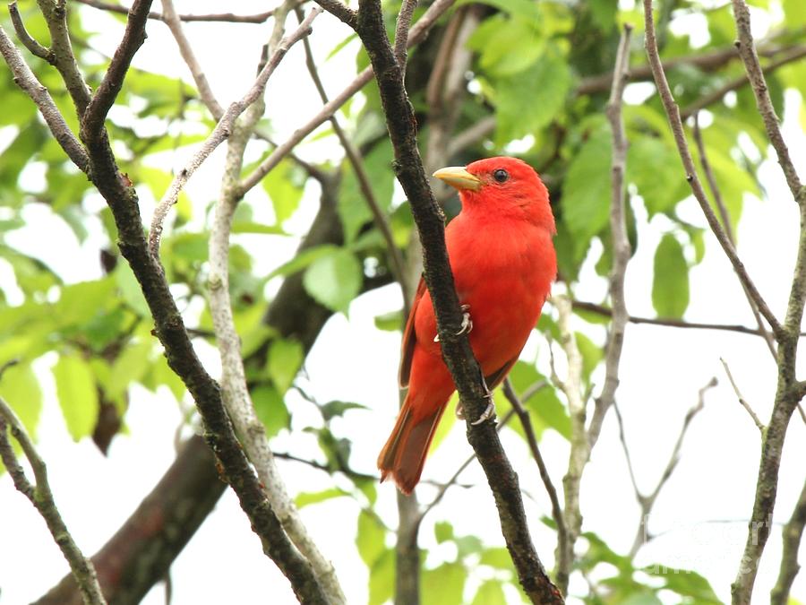 Summer Tanager #14 Photograph by Jack R Brock