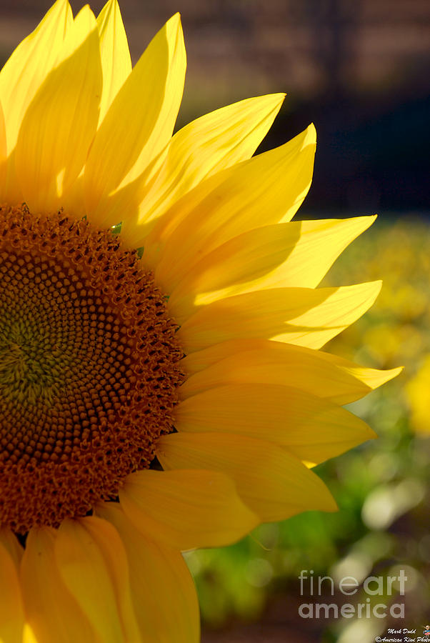 Sunflower #14 Photograph by Mark Dodd