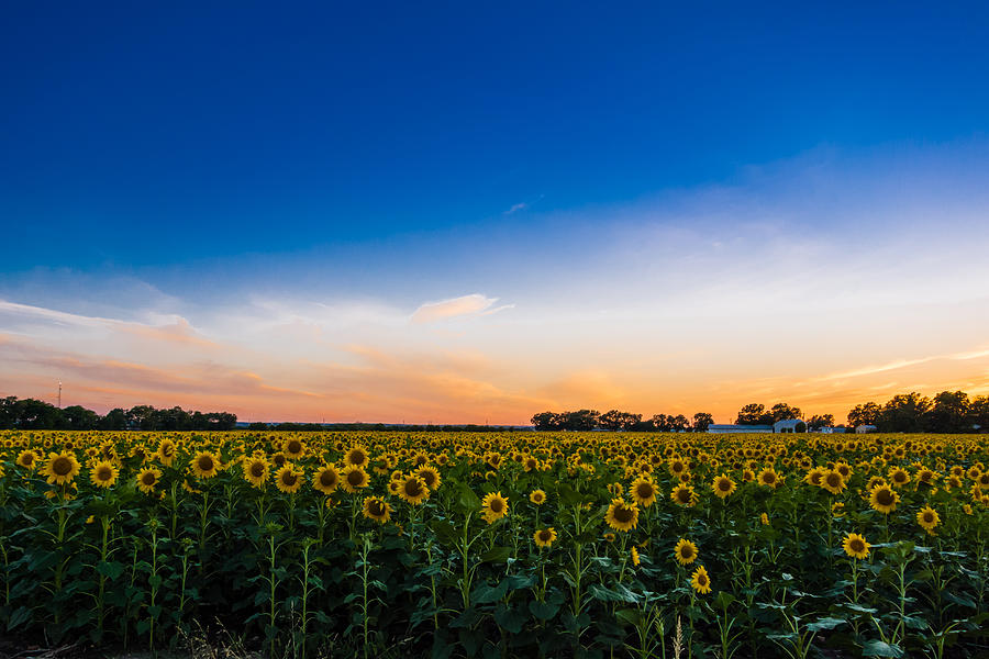 Texas Sunset over the Sunflower Field Photograph by Melinda Ledsome