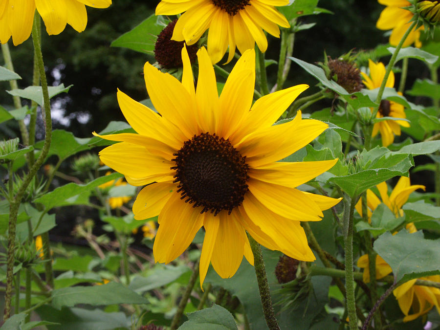 Sunflowers #14 Photograph by Bonnie Sue Rauch