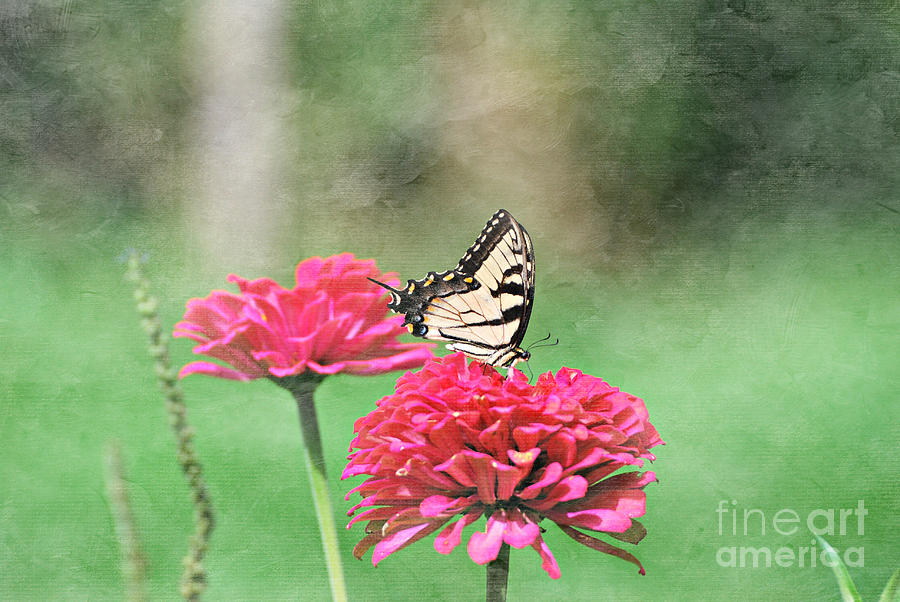 Swallowtail Butterfly #14 Photograph by Lila Fisher-Wenzel