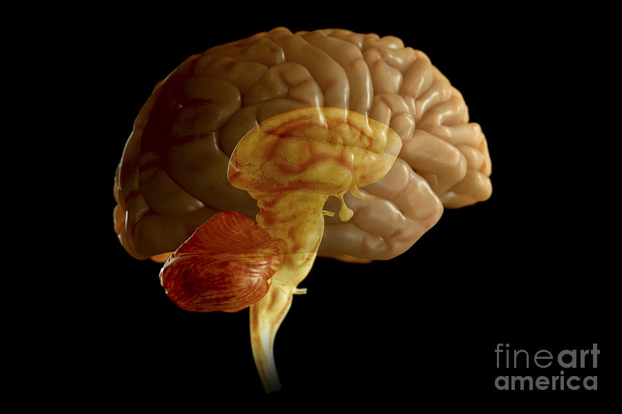 The Human Brain #14 Photograph by Science Picture Co