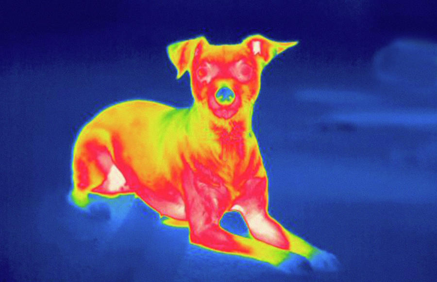 Thermogram #14 Photograph by Science Stock Photography