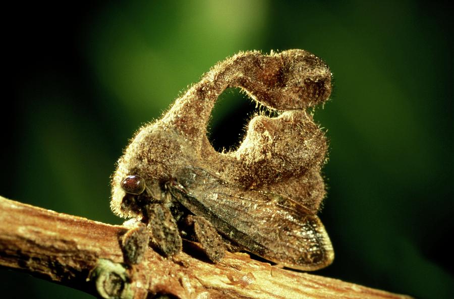 Treehopper #14 by Science Photo Library